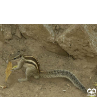 گونه سنجاب بلوچی Funambulus pennantii